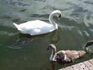 Ellesmere, Shropshire